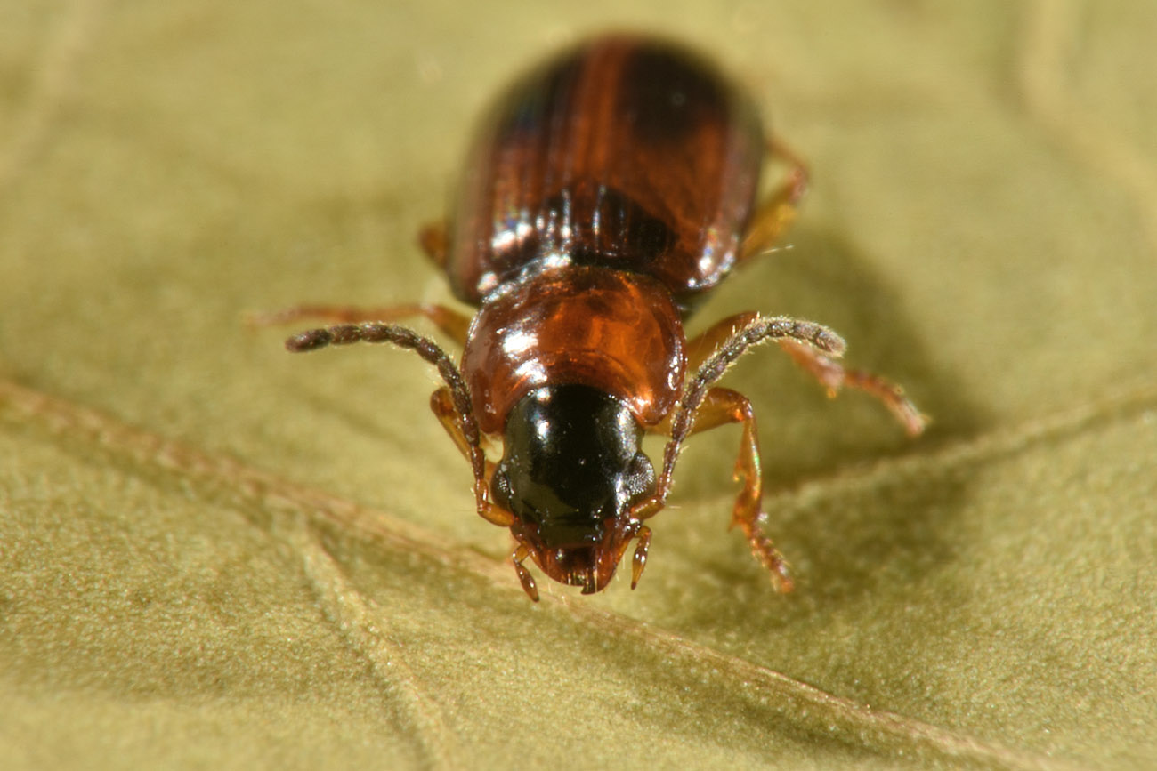 Carabidae: Acupalpus sp.?  S !  Acupalpus cfr. flavicollis